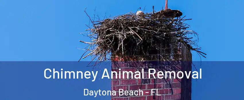  Chimney Animal Removal Daytona Beach - FL