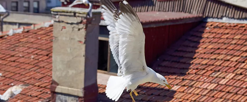 Residential Chimney Animal Removal Solution in Daytona Beach, FL
